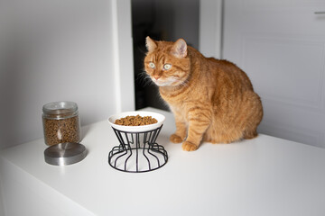 Domestic ginger cat seeting near the bowl with dry food