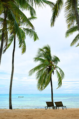 Beautiful palm beach - 779157028