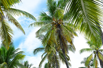 Beautiful coconut palms - 779157681