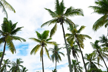 Beautiful coconut palms - 779157879