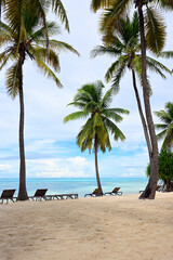 Beautiful palm beach - 779157880
