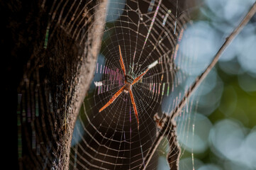 Signature spider at the middle of its web which made on tree with morning sunlight came on the web...