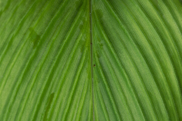 Close up of leaf for natural green background.