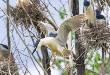 A Black-crowned Night Heron caught in flight action as it looks to land within a nesting colony of other herons. Close up view.