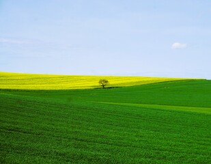Grünes und gelbes Ackerfeld mit Baum vor blauem Himmel bei Sonne am Morgen im Frühling