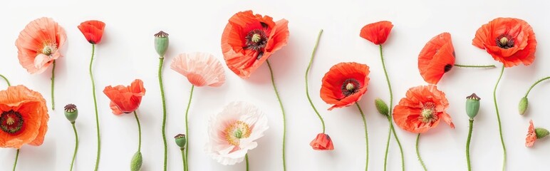 A line of vibrant red poppies and buds arranged on a white background