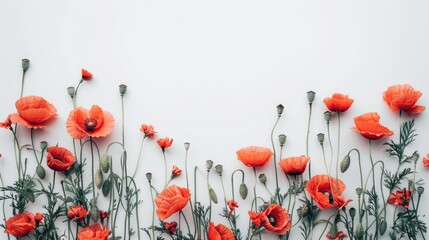 A spread of vibrant poppies arranged on a white background