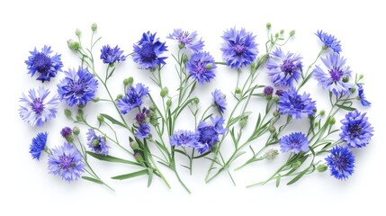 A collection of vibrant blue and purple flowers arranged neatly on a white background - obrazy, fototapety, plakaty
