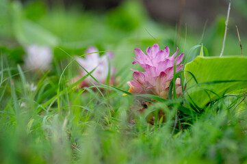 Close up of Wild turmeric flowering in the open field during monsoon rainy season. Scientifically known as Curcuma aromatica has many medicinal uses in Ayurveda.