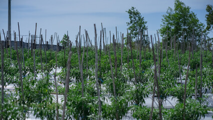 Chilies that grow in the open fields