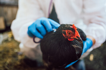 Close-up of a veterinarian's hands in blue gloves carefully examining a black hen, focusing on animal healthcare in a farm setting.