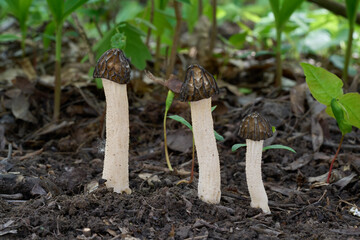 Morchella semilibera mushroom, plants in background. Known as Semifree Morel. Group of wild edible...