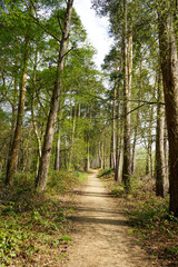 Views of a footpath in woodland