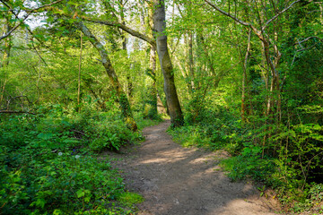 Fototapeta na wymiar Views of a footpath in woodland