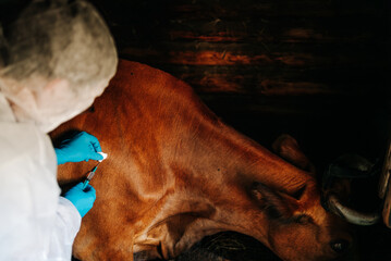 A vet in protective gear administers a medical injection to a cow, emphasizing the importance of...