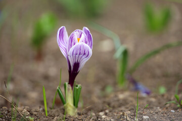 Crocus flower bloom in the spring garden, violet saffron