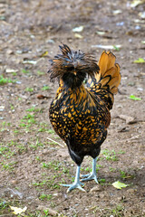 Chickens on a farm in Wisconsin