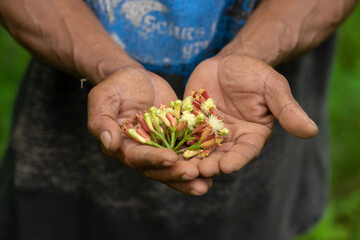 An Indonesian farmer places several ripe clove stalks in the palm of his hand