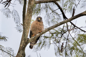 Brazilian Savannah Bird
The birds of Brazil are very beautiful and have many colors.