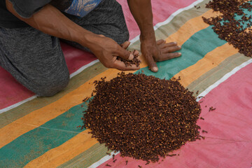Indonesian farmer dry the harvested cloves