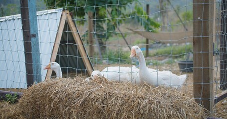 group of white ducks are laying on hay in a pen. The pen is fenced in and has a small shelter