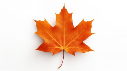 A single orange maple leaf on a white background.