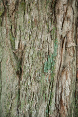 Sugar Maple Tree Trunk.