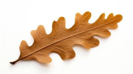 Obraz premium A brown oak leaf on a white background.