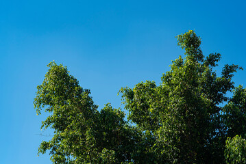 árbol, cielo, naturaleza, verde, azul, hojas, hojas
