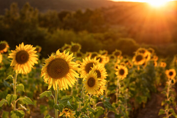 A field of sunflowers with the sun shining on them. The sunflowers are in full bloom and are a...
