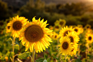 A field of sunflowers with one large yellow flower in the center. The sunflowers are all facing the same direction, towards the sun. Concept of warmth and happiness.