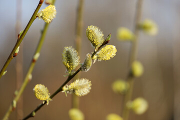 Pussy willow on the branch on blurred nature background, yellow blooming verba in spring forest. Palm Sunday symbol, catkins for Easter holiday