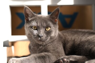 Portrait of a beautiful grey cat.