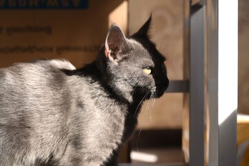 Portrait of a beautiful grey cat.