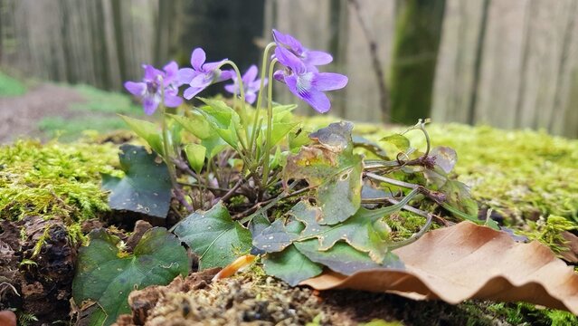 forest violet on tree stump