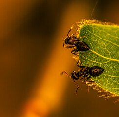 ant on the leaf 