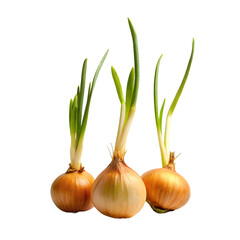 3d rendering of an onion isolated on transparent background
