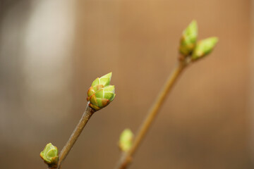 Spring season, young green buds on a tree branch. Nature waking up in the forest