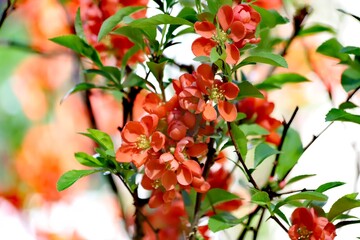 Chinese quince flowers, Chaenomeles speciosa, tree.