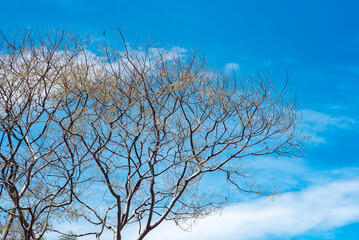 árbol, cielo, de invierno, naturaleza, bosque