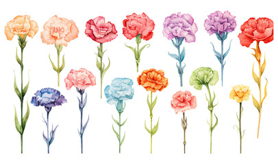 Set floral branch vectors elements for bouquet design. Colorful carnations, tender white Gypsophila, leaves of Eucalyptus Baby Blue Spiral. Bunch with carnations is a symbol of Mother's day Holiday