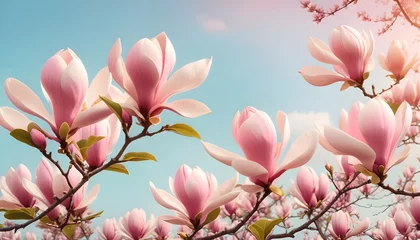 Foto op Canvas Pink Magnolia Flowers Against Blue Sky © MAXMARDY