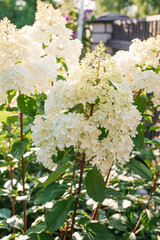 White inflorescences of paniculate hydrangea Vanilla Frise in the garden - obrazy, fototapety, plakaty