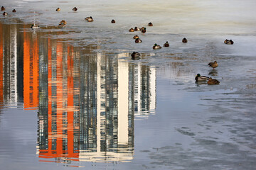 Spring lake with mallard ducks sitting on ice edge and buildings reflection in water