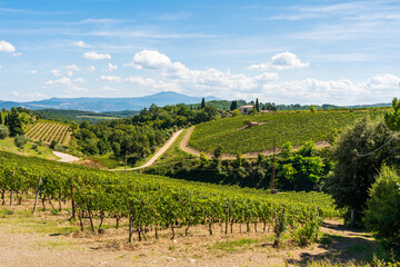 Vineyards in the hills around village Bagno Vignoni, in the Val d'Orcia in Tuscany, province of...
