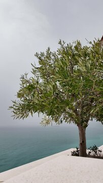 Albero d'ulivo battuto dal vendo su una terrazza di Sorrento