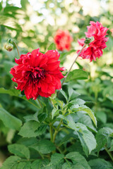 Scarlet dahlia flower in the garden