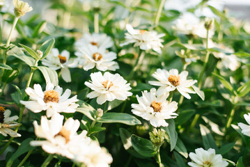 White flowers zinnia of in the garden