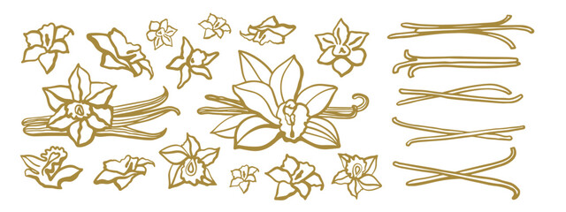 Isolated vector set of vanilla. Gold vanilla sticks, vanilla flower and pods. Aroma, food, cookery.  Hand drawn. Vector hand drawn illustration of vanilla flower, bean and pods on isolated background.