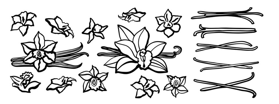 Isolated vector set of vanilla. Black vanilla sticks, vanilla flower and pods. Aroma, food, cookery. Hand drawn. Vector hand drawn illustration of vanilla flower, bean and pods on isolated background.